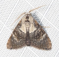 Acatapaustus leucospila