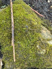 Hygroamblystegium