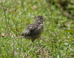 Mirafra assamica