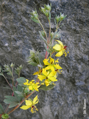 Balbisia gracilis