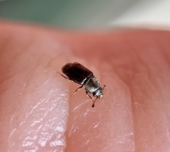 Nitidulidae