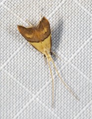 Crocanthes prasinopis