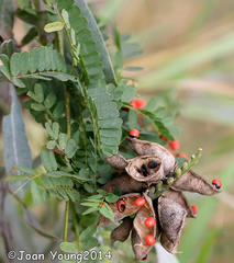 Abrus precatorius africanus