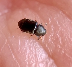 Nitidulidae