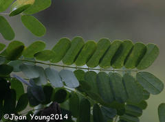 Abrus precatorius africanus