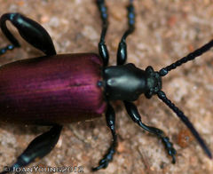 Sagra bicolor