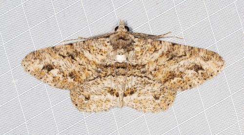 Cleora repetita