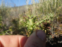Oedera capensis
