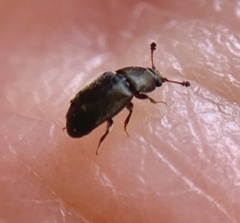 Nitidulidae