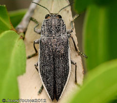 Scaptelytra aliena