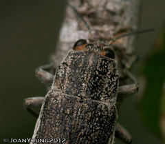 Scaptelytra aliena