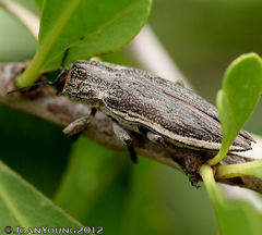 Scaptelytra aliena