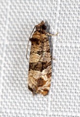 Lobesia peltophora