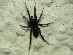 Drassyllus