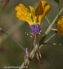 Cleome angustifolia diandra