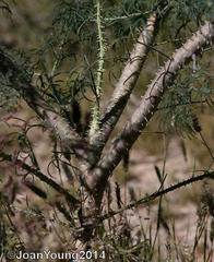 Cleome angustifolia diandra