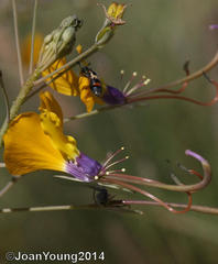 Cleome angustifolia diandra