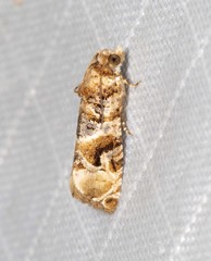 Lobesia physophora