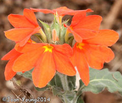 Crossandra mucronata