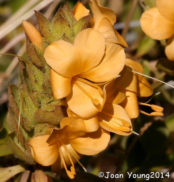 Orange Crossandra