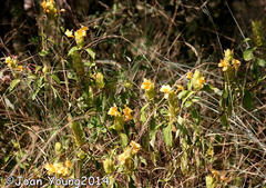 Barleria crossandriformis