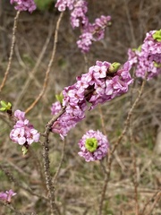 Daphne mezereum