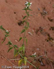 Leucas glabrata