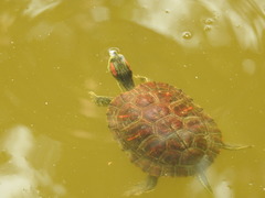 Trachemys scripta elegans
