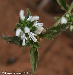 Leucas glabrata