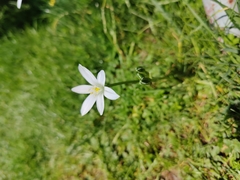 Ornithogalum orthophyllum