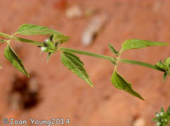 Leucas glabrata