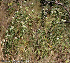 Baccharoides adoensis