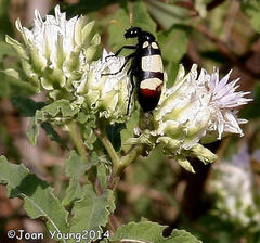 Baccharoides adoensis
