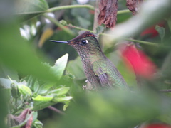 Sephanoides sephaniodes