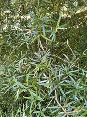 Podocarpus henkelii