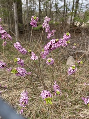Daphne mezereum
