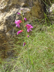 Gladiolus dubius