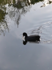 Fulica atra