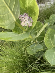 Calotropis procera