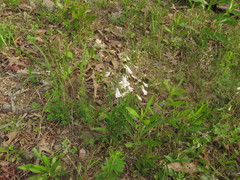 Penstemon arkansanus