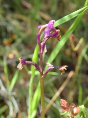 Anacamptis