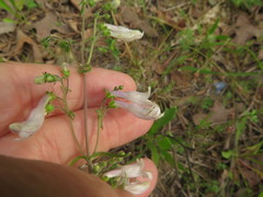 Penstemon arkansanus