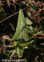 Aspilia mossambicensis