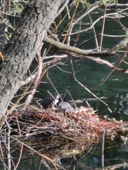 Fulica atra