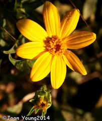 Aspilia mossambicensis