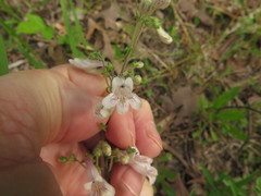 Penstemon arkansanus
