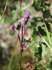 Anacamptis
