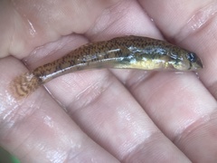 Etheostoma olmstedi