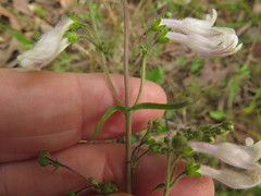 Penstemon arkansanus