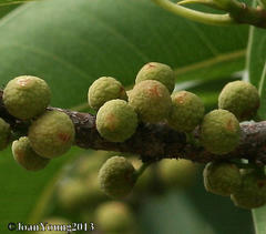 Ficus salicifolia